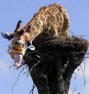 amazing photoshop pics