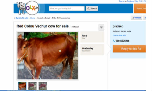ಆನ್ಲೈನ್ಲ್ಲಿ ದನ ಮಾರಾಟ!! ಆನ್ಲೈನ್ಲ್ಲಿ ದನ ಮಾರಾಟ!!