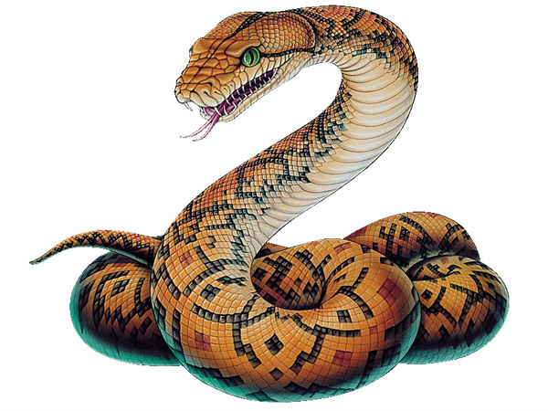 ಹೆಬ್ಬಾವು ಪತ್ತೆ