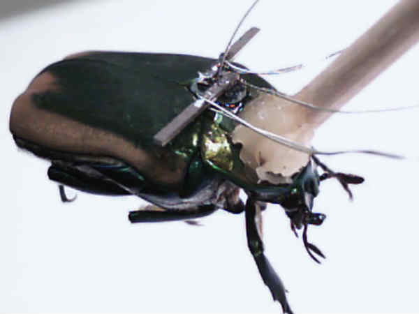 ಹಾರುವ ಶಕ್ತಿ