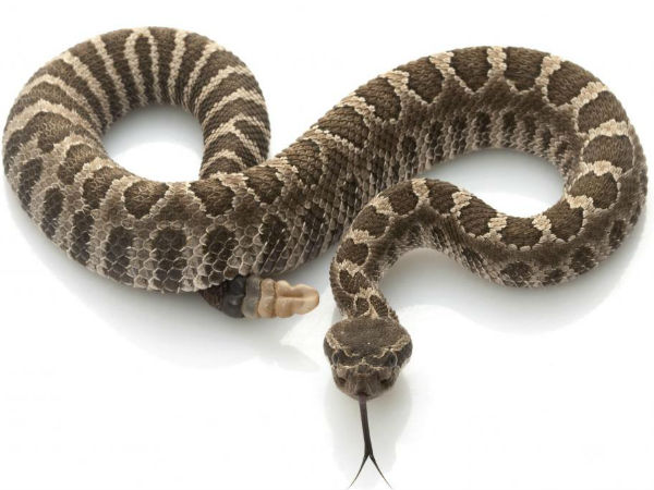 ಸೆಲ್ಫಿಗೆ ಮರುಳಾಗಿ ಕೈಯನ್ನೇ ಕಳೆದುಕೊಂಡ!