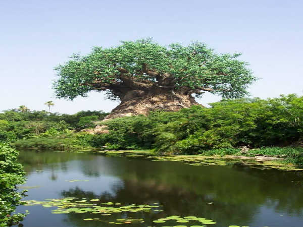ಆಂಧ್ರದಲ್ಲಿ ಕಂಡು ಬಂದ ದೈತ್ಯ ಮರ
