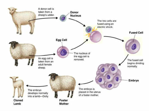CLONING