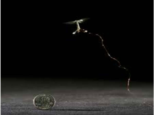 RoboBee