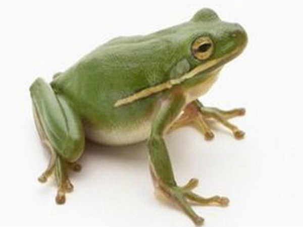 ಕಪ್ಪೆಗಳು