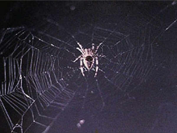 ಸ್ಪೈಡರ್ಗಳು