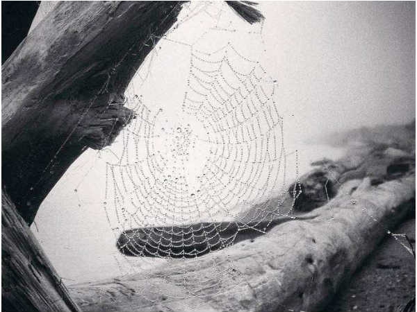 ವ್ಯೋನ್ ನಾಟನ್,