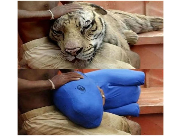 ಲೈಫ್ ಆಫ್ ಪೈ