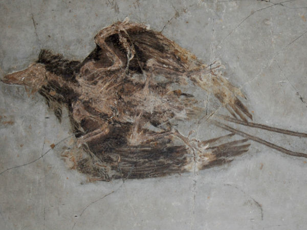 ಪೈಗೊಸ್ಟಲಿಯನ್ಸ್