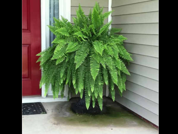 ಬೋಸ್ಟನ್ ಫರ್ನ್(Boston Fern)