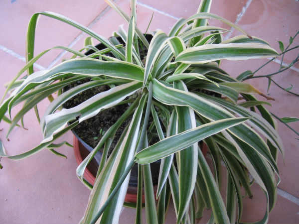 ಸ್ಪೈಡರ್ ಪ್ಲಾಂಟ್ (Spider plant)