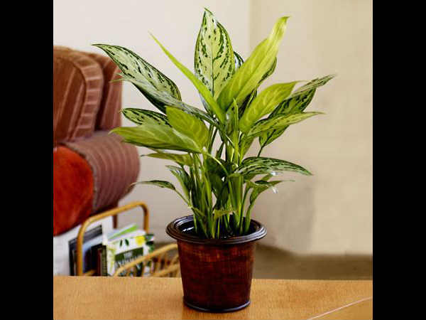 ಚೈನೀಸ್ ಎವರ್ಗ್ರೀನ್ (Chinese evergreen)