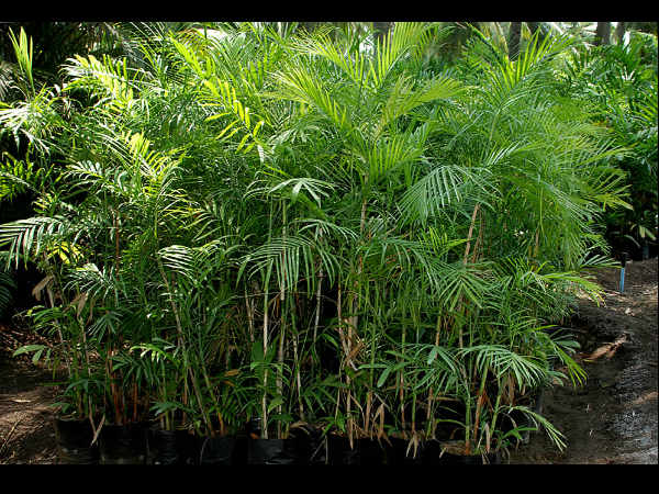ಬಂಬೂ ಪಾಂ (Bamboo palm)