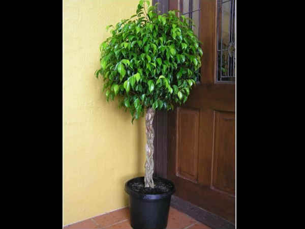 ವೀಪಿಂಗ್ ಫಿಗ್(Weeping fig)