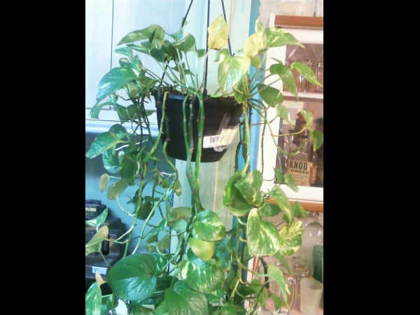 ಡೆವಿಲ್ಸ್ ಇವಿ (Devil's ivy)