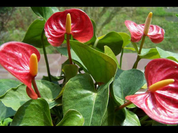 ಫ್ಲೆಮಿಂಗೋ ಲಿಲಿ (Flamingo lily)