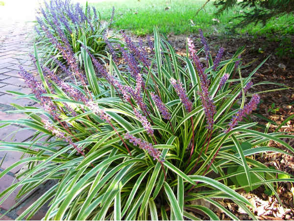ಲಿಲಿ ಟರ್ಫ್(Lilyturf )