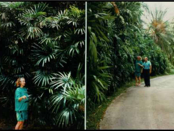 ಬ್ರಾಡ್ಲೀಫ್ ಲೇಡಿ ಪಾಮ್ (Broadleaf lady palm)