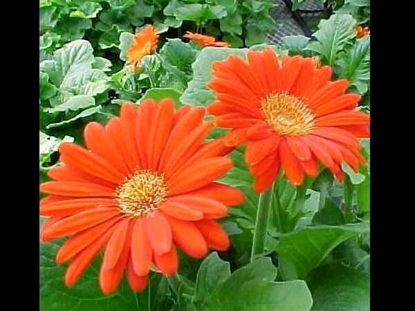 ಬಾರ್ಬರ್ಟನ್ ಡೈಸಿ (Barberton daisy)
