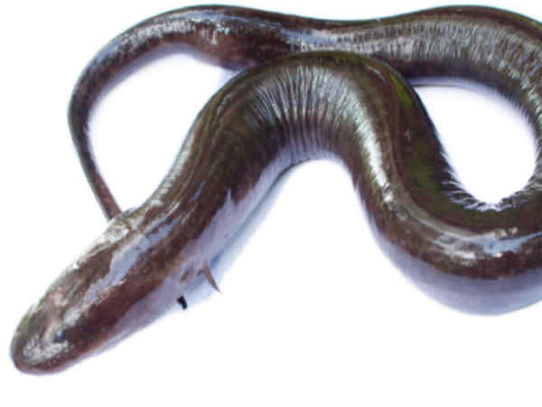 ಲ್ಯಾಂಪ್ರೀಲ್