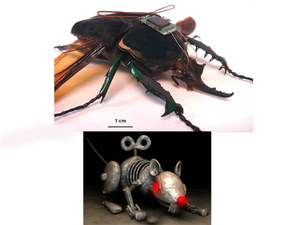 ರೊಬೊ ಇಲಿಗಳು ಮತ್ತು ಸೈಬರ್ ರೆಕ್ಕೆ ಹುಳು