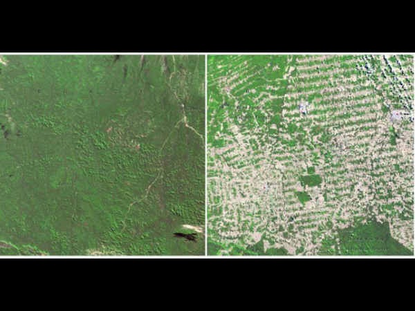 ಅರಣ್ಯ ಪ್ರದೇಶ