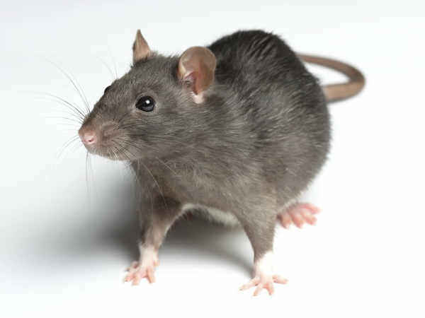 Rat Torture (ಇಲಿ ಹಿಂಸೆ)