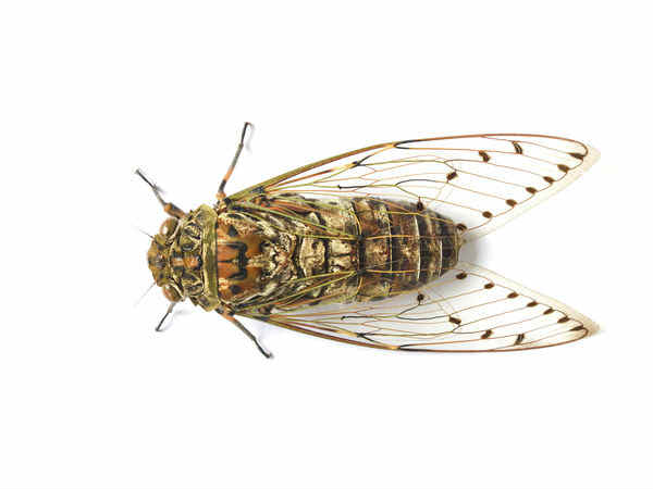 Cicada 3301