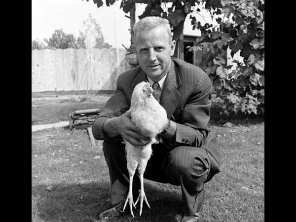 ದಿ ಹೆಡ್ ಲೆಸ್ ಮೈಕ್ (Mike the Headless Chicken)