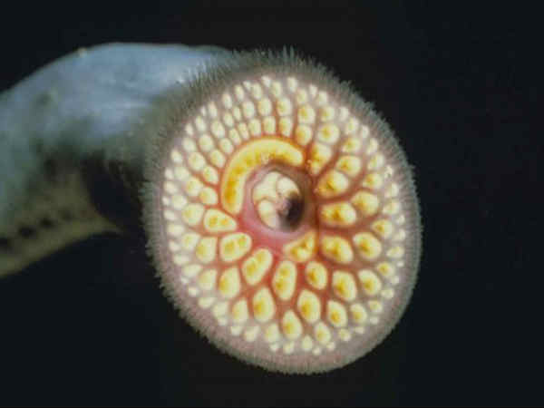 ಸಕರ್
