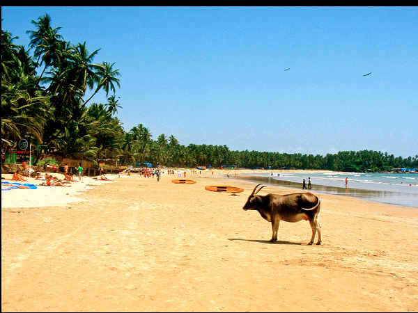 ಬೀಚ್