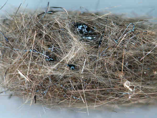 ಪೆಲ್ಸ್ ಹೇರ್ ಲಾವಾ