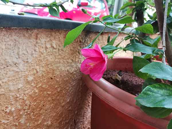 ಸುಂದರತೆ