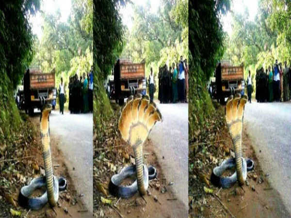 ಮೂರು ತಲೆಯ ಸರ್ಪ