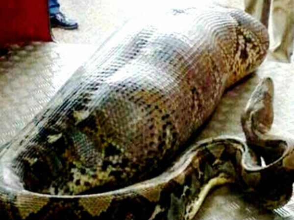 ಪಾನಮತ್ತ ವ್ಯಕ್ತಿಯನ್ನು ನುಂಗಿದ ಹೆಬ್ಬಾವು
