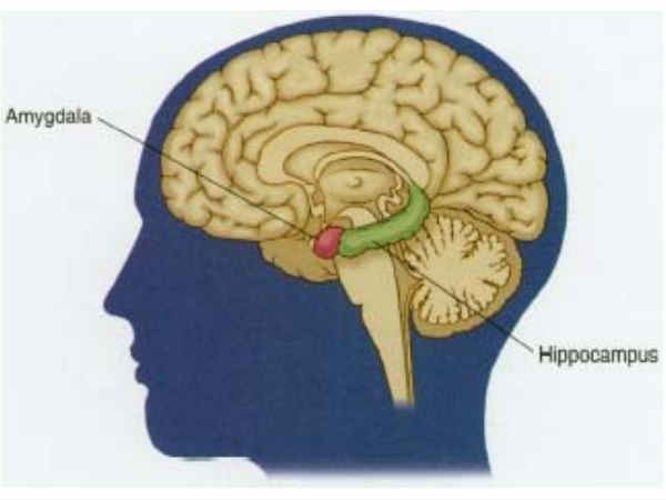ವ್ಯಕ್ತಿಯ ಕಾರ್ಯವೈಖರಿ