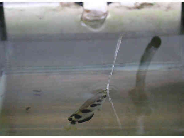 ಅಧ್ಯಯನದ ಲೇಖಕರು