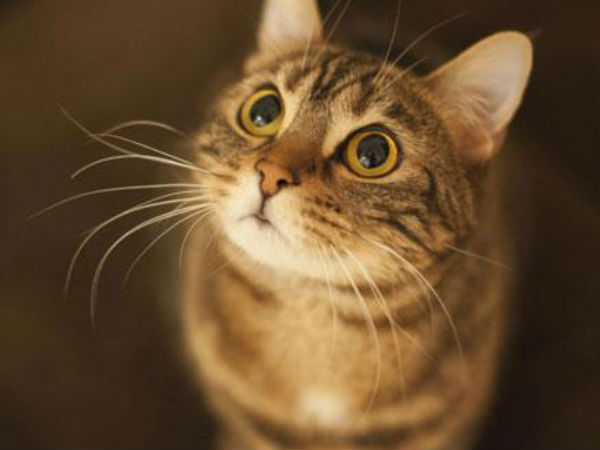 ಬಾಹ್ಯಾಕಾಶಕ್ಕೆ ತೆರಳಿದ ವಿಶ್ವದ ಮೊದಲ ಮತ್ತು ಏಕೈಕ ಬೆಕ್ಕಿನ ಕಂಚಿನ ಪ್ರತಿಮೆ!!