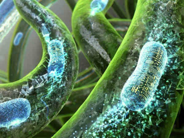 ಇನ್ನು ಬೀದಿದೀಪಗಳ ಬದಲಾಗಿ ಬೀದಿಮರಗಳೇ ಬೆಳಕು ನೀಡಲಿವೆ!!