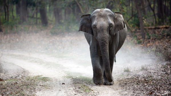 India Jungle Lodges