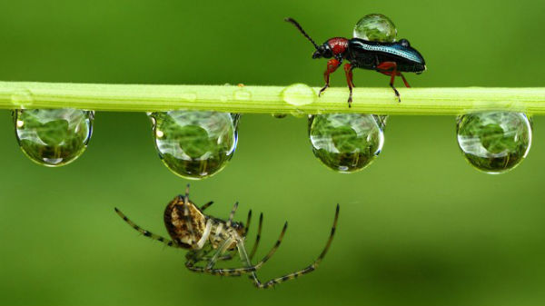 ಕ್ಲೋಸ್‌ ಅಪ್‌ ಶಾಟ್‌ನಲ್ಲಿ ಅತ್ಯುತ್ತಮ ಫೋಟೊ ಸೆರೆಹಿಡಿಯಲು ಈ ಟಿಪ್ಸ್‌ ಅನುಸರಿಸಿ!