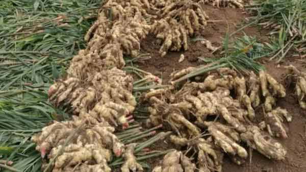 ಒಂದೇ ಸೀಸನ್ ನಲ್ಲಿ ಬಿತ್ತನೆ ಮತ್ತು ಕೊಯಿಲು: