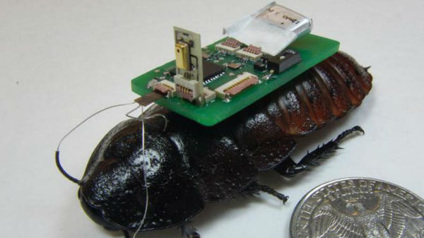 ಒಂದು ಕೀಟದಷ್ಟು ದಪ್ಪದ ರೋಬೊ ಮಾನವನನ್ನು ಹೊತ್ತು ಓಡುತ್ತದೆ!  