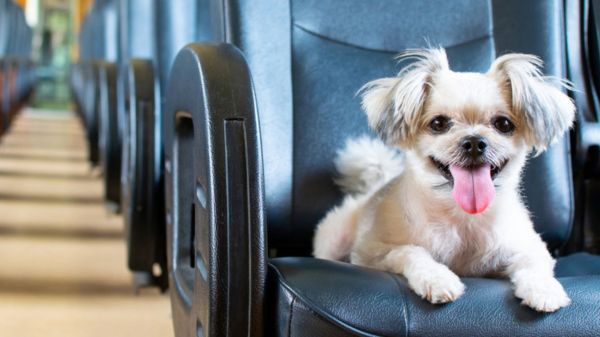 IRCTC ಯಲ್ಲಿ ಶೀಘ್ರದಲ್ಲೇ ಸಾಕು ಪ್ರಾಣಿಗಳಿಗೂ ಟಿಕೆಟ್‌ ಬುಕಿಂಗ್‌ ಮಾಡಬಹುದು!  