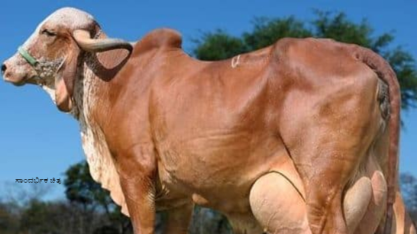 ಆನ್‌ಲೈನ್‌ನಲ್ಲಿ ಅಫರ್ ಬೆಲೆಗೆ ಹಸುಗಳ ಮಾರಾಟ! ಅನ್ನದಾತನಿಗೆ ಮಹಾ ಮೋಸ